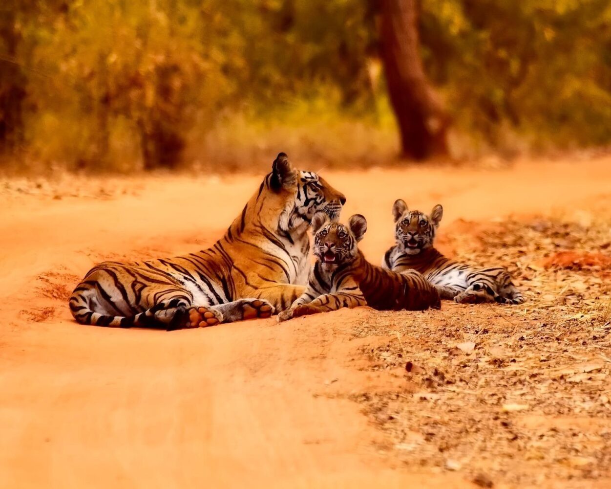 Privatrundreise "Goldenes Dreieck & Tiger in Ranthambhore" Hintergrundbild