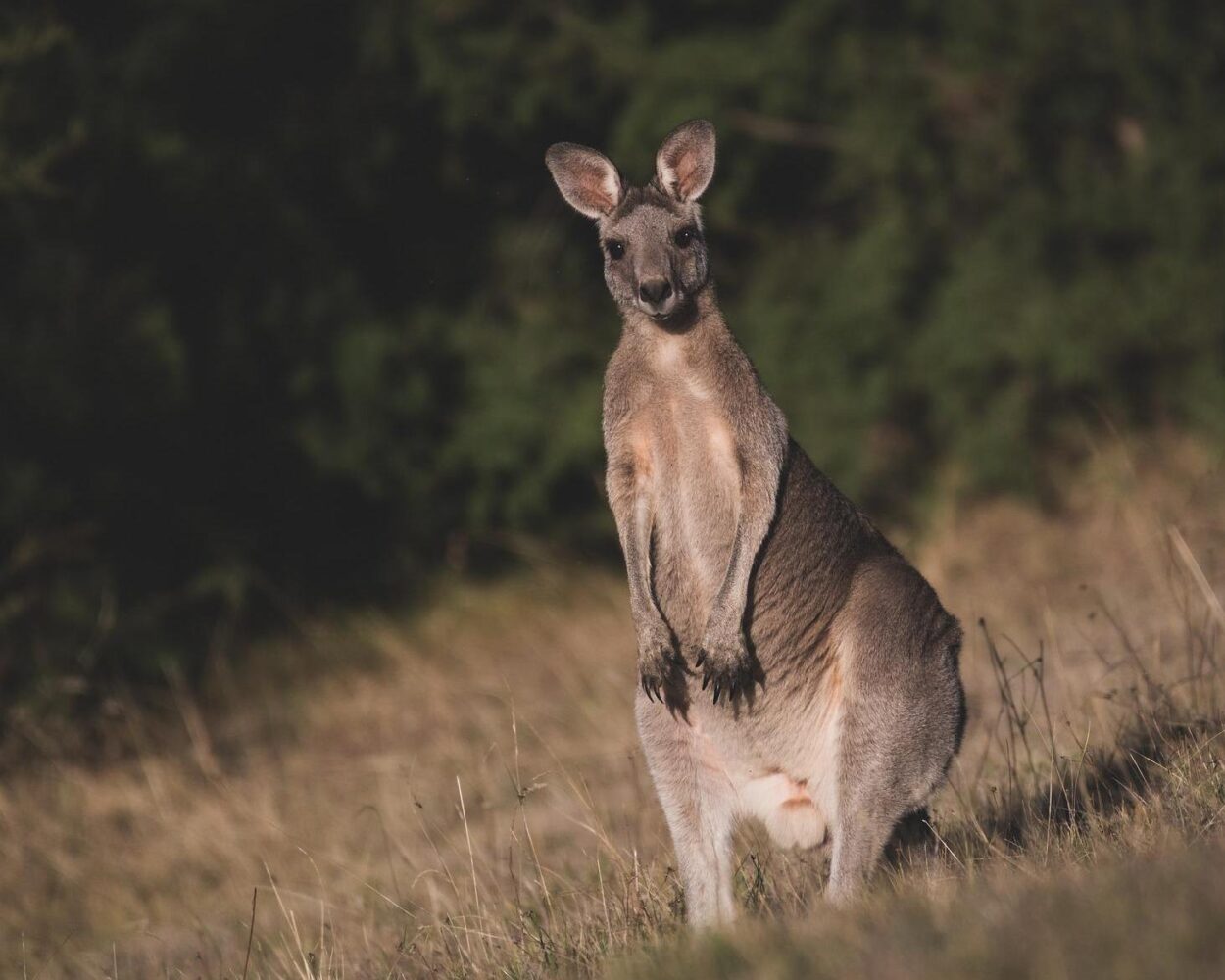 Rundreise "Australiens Ostküste" (inkl. Fluganreise) Hintergrundbild