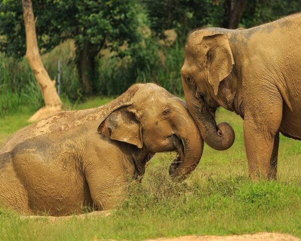 Singapur "Elephant Hills Natur Safari" & Koh Phangan