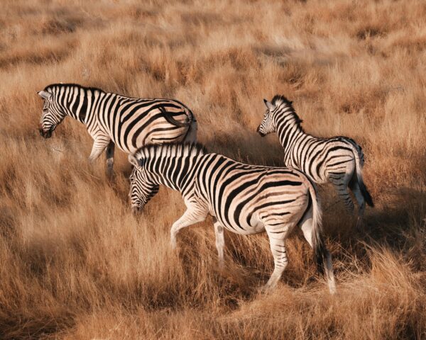 Windhoek & Safari "Höhepunkte Namibia" (inkl. Fluganreise)