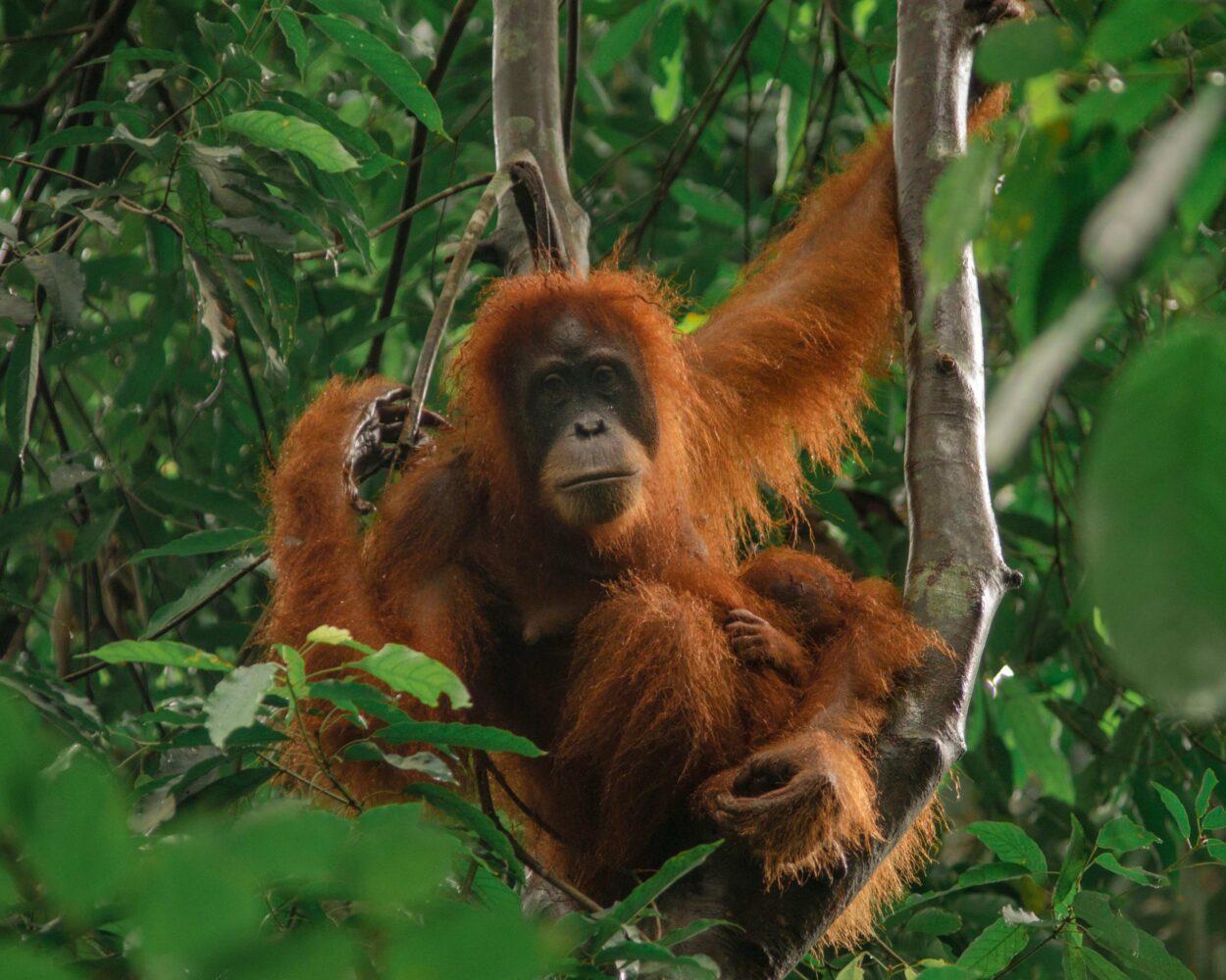 Private Kurztour "Orang Utans auf Sumatra", Ubud, Nusa Penida & Baden Süd Bali Hintergrundbild